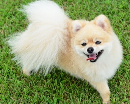 ワンちゃんのお世話記録