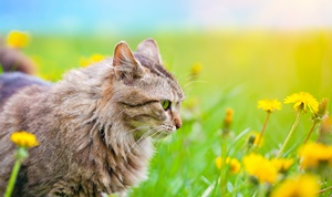 猫ちゃんの横顔