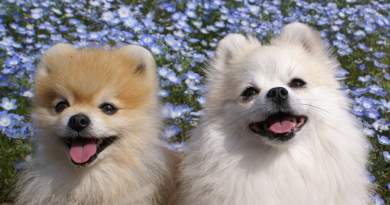 笑顔の二人のワンちゃん