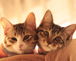 猫ちゃんのお世話プラン