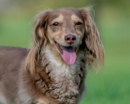 ワンちゃんのお世話プラン