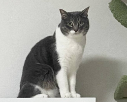 猫ちゃんのお世話プラン