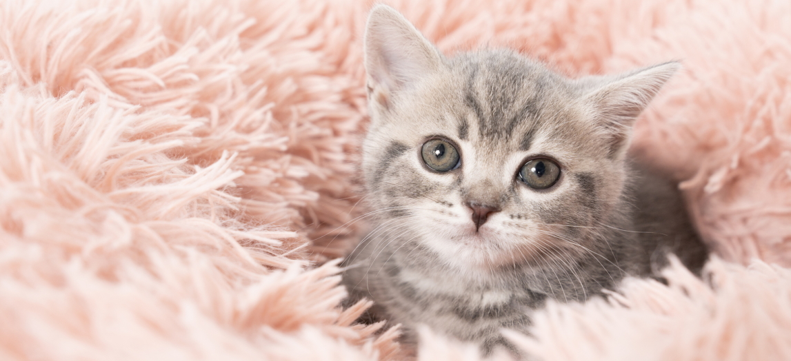 ペットシッターここゆいトップ画像