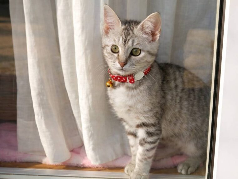 飼い主様の帰りを待つ猫